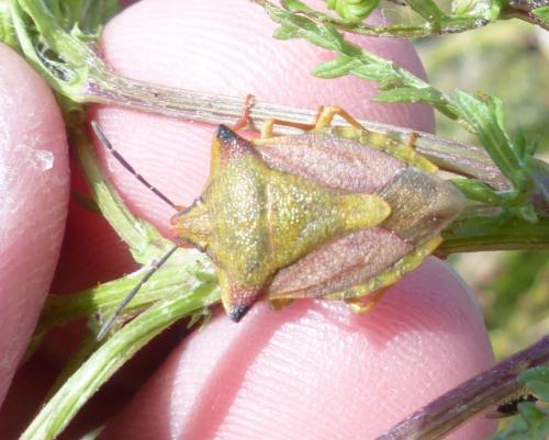 Carpocoris mediterraneus atlanticus