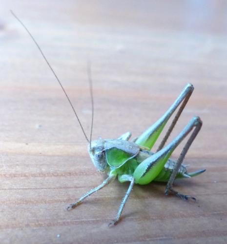 Platycleis sp.