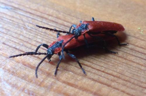 Réf. 207 447 : Lygistopterus sanguineus
