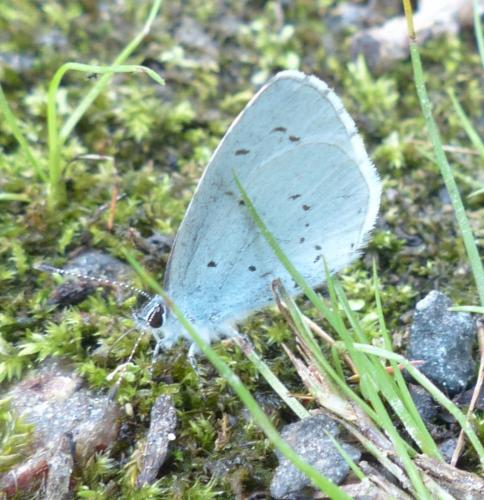 Réf. 207 500 : Celastrina argiolus