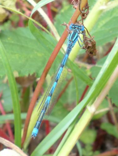 Erythromma lindenii
