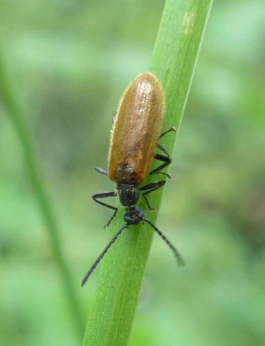 Lagria hirta