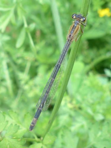 Ischnura elegans