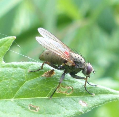 Coenosia tigrina