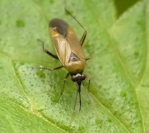 Réf. 207 682 : Plagiognathus arbustorum