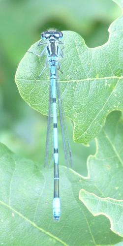 Coenagrion puella