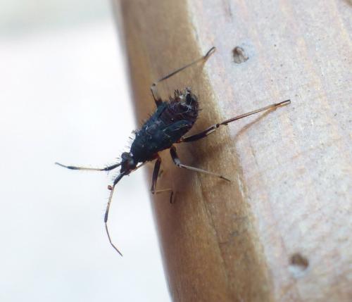 Réf. 207 564 : Deraeocoris ruber