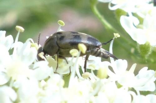 Réf. 207 742 : Variimorda villosa