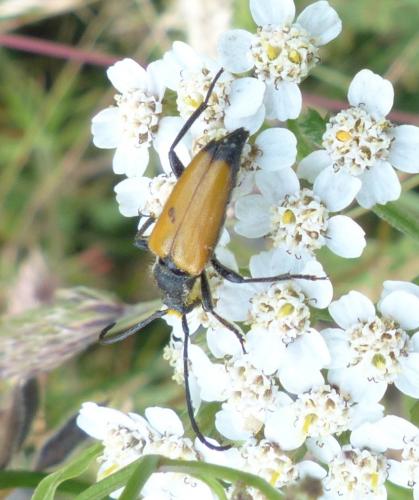 Stictoleptura fulva