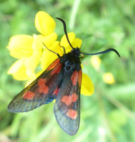 Réf. 207 943 : Zygaena trifolii