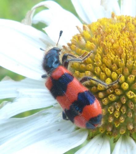 Trichodes apiarius