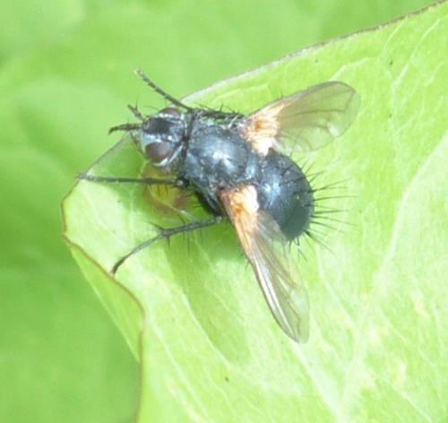 Réf. 207 743 : Zophomyia temula