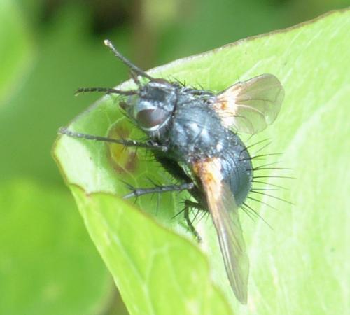 Zophomyia temula