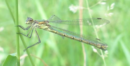 Lestes dryas