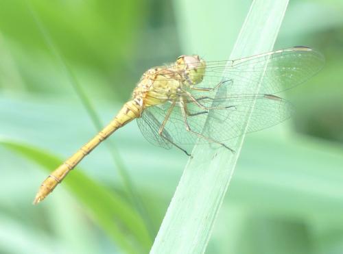 Sympetrum meridionale