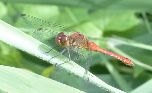 Sympetrum sanguineum