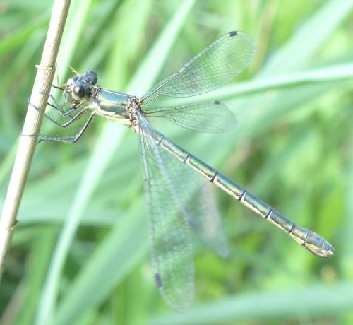 Lestes dryas