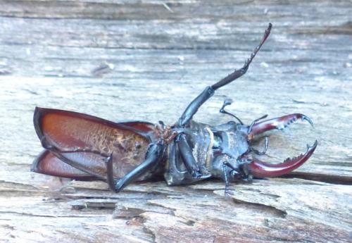 Lucanus cervus