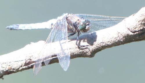 Orthetrum cancellatum