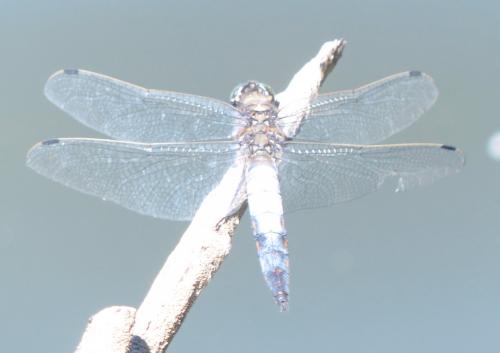 Orthetrum cancellatum