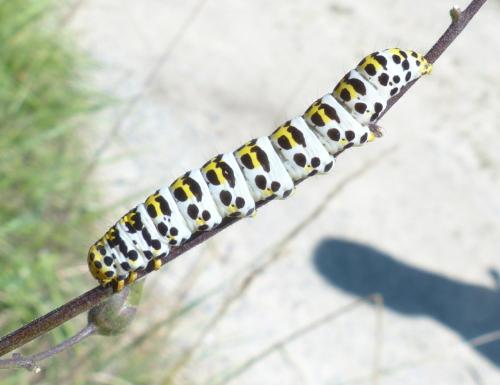 Réf. 207 868 : Cucullia scrophulariae