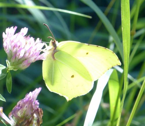 Gonepteryx rhamni