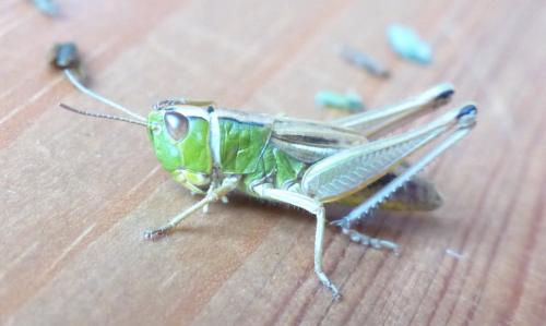Réf. 207 998 : Pseudochorthippus parallelus parallelus