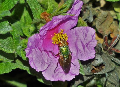 Rhyncomya sp.