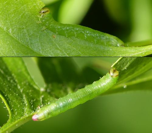 Réf. 207 710 : Pristiphora armata