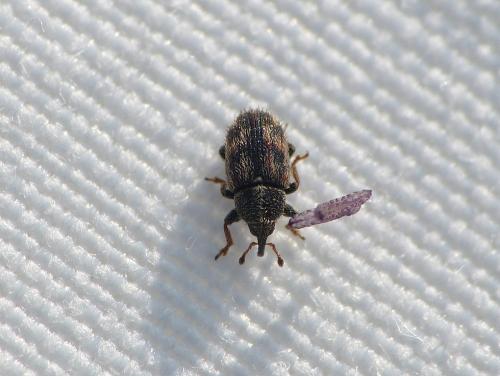 Réf. 207 711 : Mecinus labilis