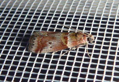 Acrobasis sodalella