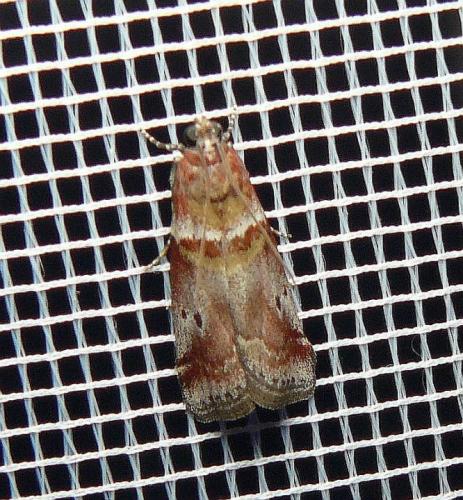 Réf. 207 046 : Acrobasis sodalella