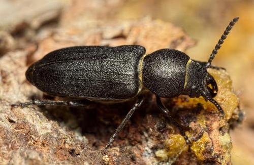Réf. 207 870 : Spondylis buprestoides