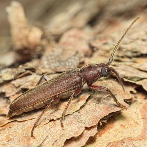 Réf. 207 158 : Arhopalus rusticus