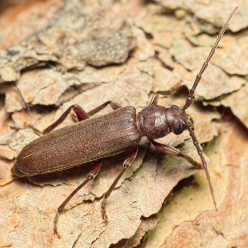 Réf. 207 157 : Arhopalus rusticus