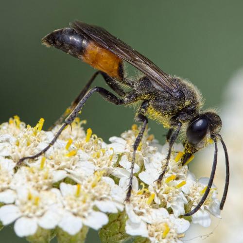 Réf. 207 617 : Sphex funerarius