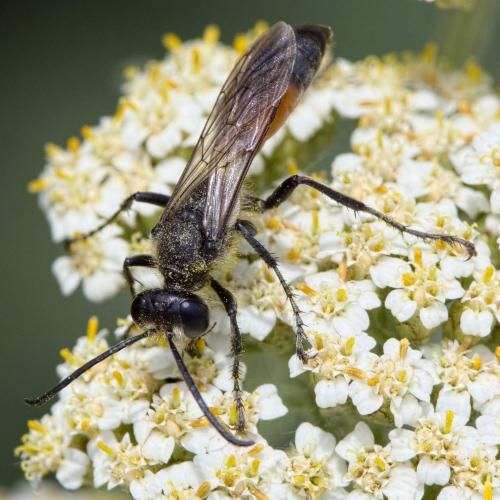 Sphex funerarius