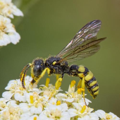Cerceris sabulosa