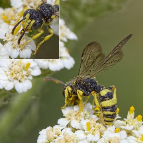 Cerceris sabulosa