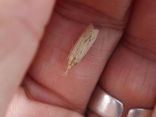 Ematheudes punctella