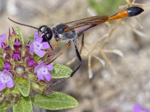 Réf. 207 218 : Ammophila heydeni