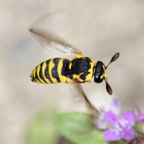 Réf. 207 644 : Celonites abbreviatus