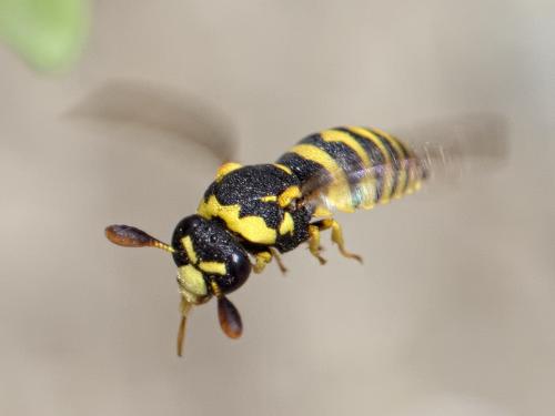 Réf. 207 645 : Celonites abbreviatus