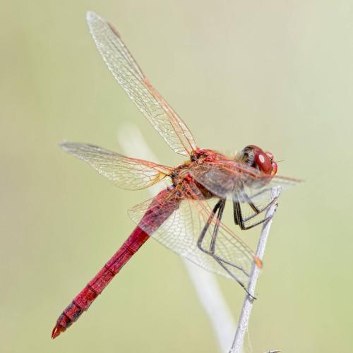 Réf. 207 203 : Sympetrum fonscolombii