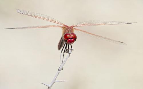 Sympetrum fonscolombii