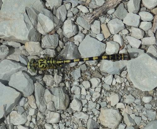 Réf. 207 609 : Onychogomphus forcipatus