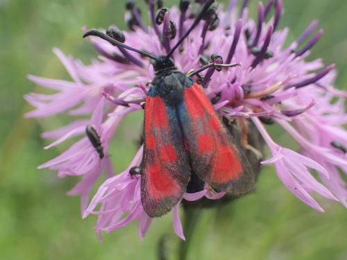 Zygaena loti