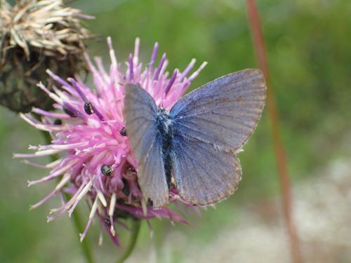 Plebejus argyrognomon