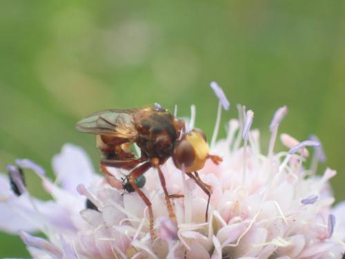Sicus ferrugineus