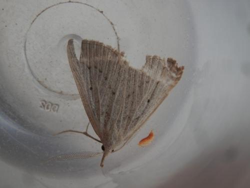 Macrochilo cribrumalis
